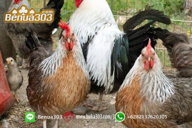 Agen Online Sabung Ayam S1288 (1)