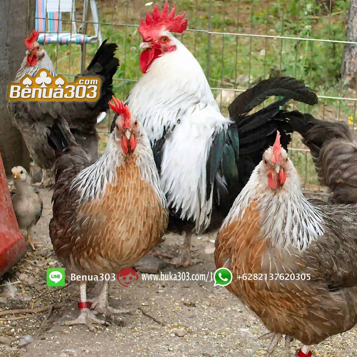 Agen Online Sabung Ayam S1288 (1)