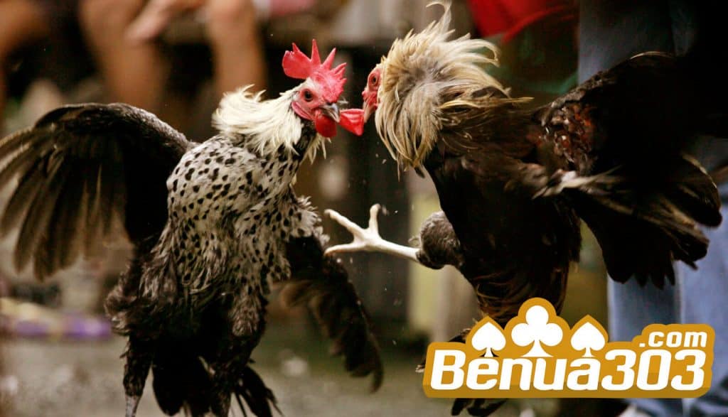 Sabung Ayam Online Indonesia Terfavorit
