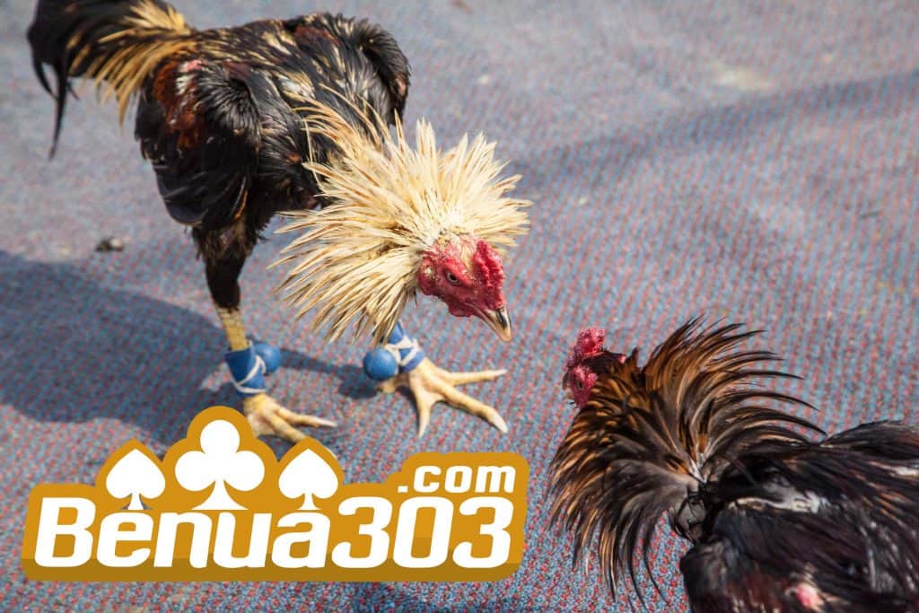 Sabung Ayam Online Indonesia Terfavorit