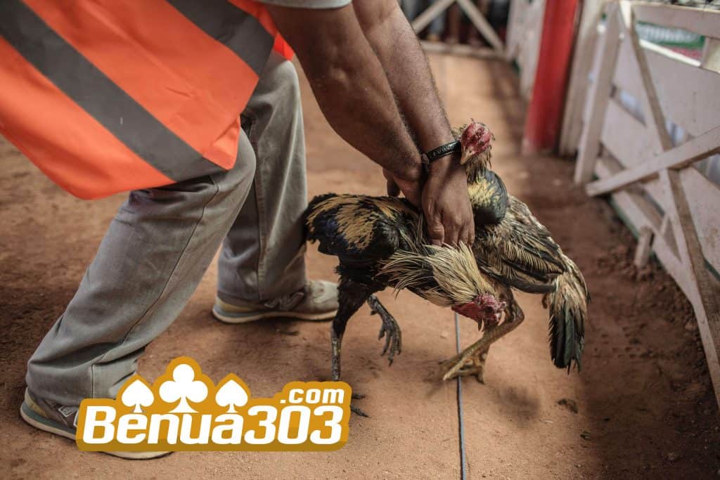 Alasan Ayam Peru Digunakan Dalam Permainan Sabung Ayam