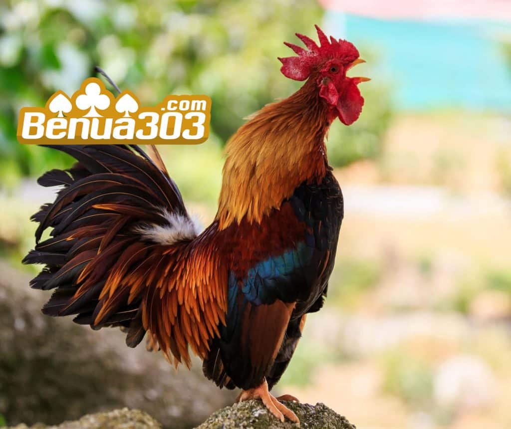 Alasan Ayam Peru Digunakan Dalam Permainan Sabung Ayam Benua303