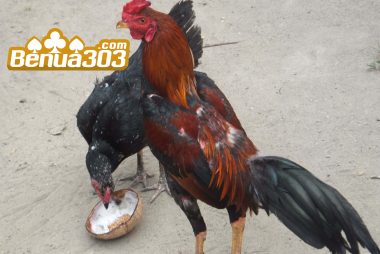 Ayam Aduan Yang Berasal Dari Silangan Ayam Bangkok Thailand