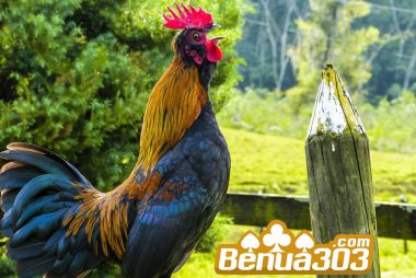Bisnis Judi Ayam Di Indonesia