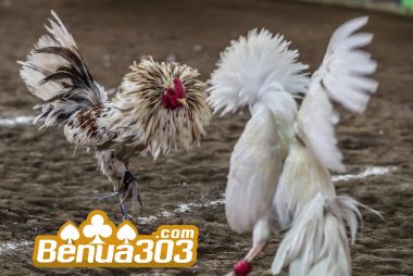 Cara Melihat Judi Online Permainan Sabung Ayam S128