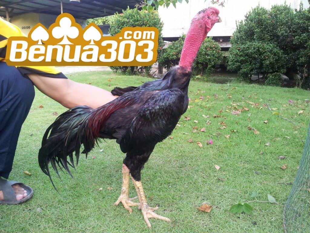 Judi Ayam Online Taruhan Terbesar DiIndonesia