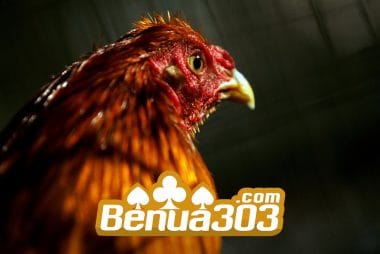 Mengakses Sabung Ayam Di Indonesia