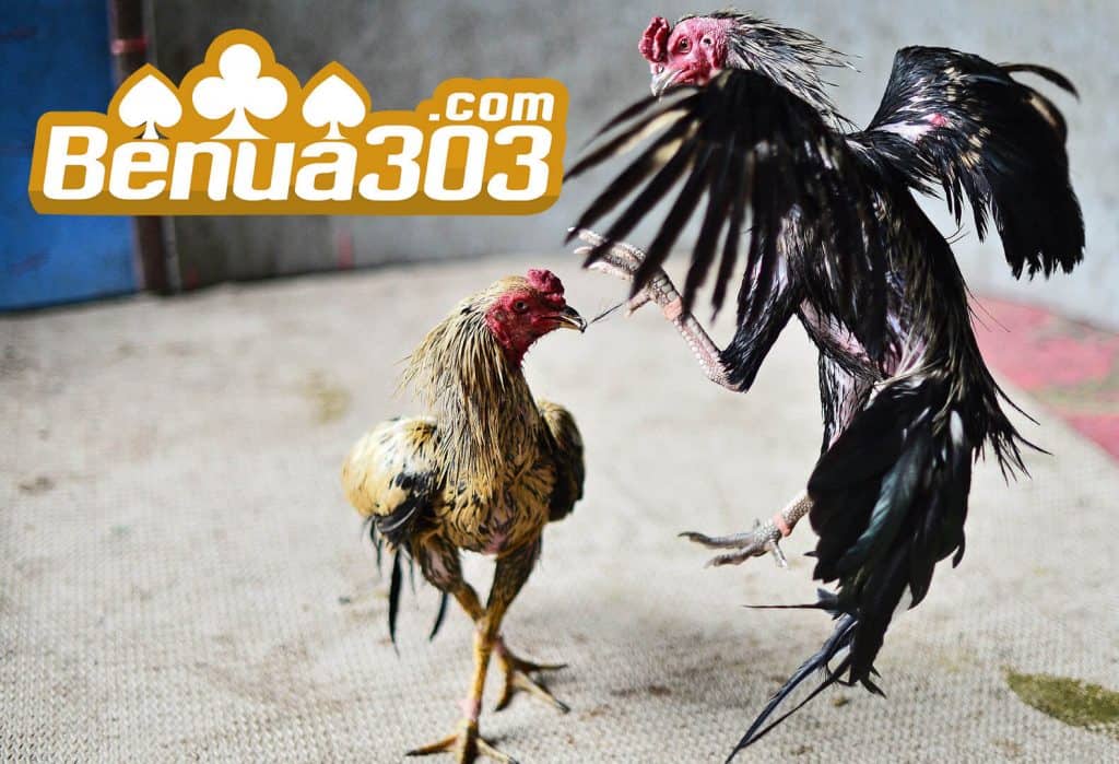 Mengenal Judi Sabung Ayam Online S128