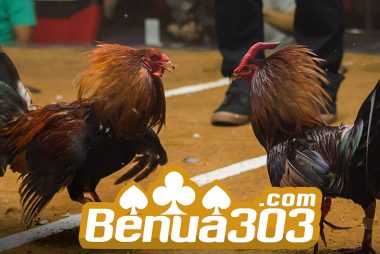 Mengenal Perjudian Sabung Ayam Indonesia