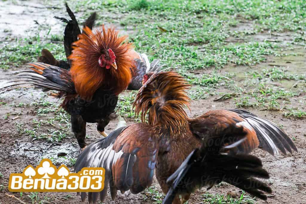 Perolehan Keuntungan Sabung Ayam Online