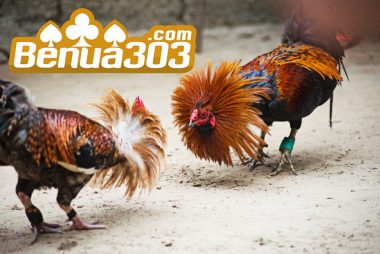 Situs Resmi Sabung Ayam S1288
