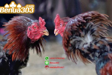 Deposit Perbankan Online Sabung Ayam