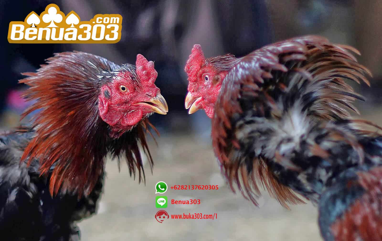 Deposit Perbankan Online Sabung Ayam