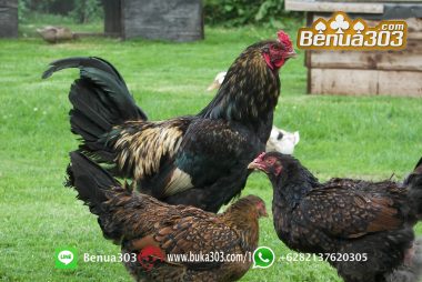 Investasi Bermain Judi Sabung Ayam Pasti Dapat Uang