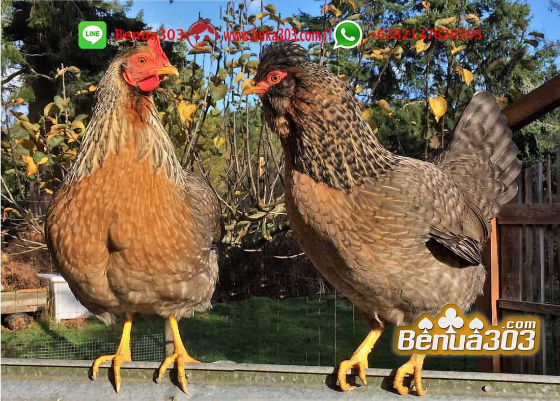 Taruhan Sabung Ayam di Handphone