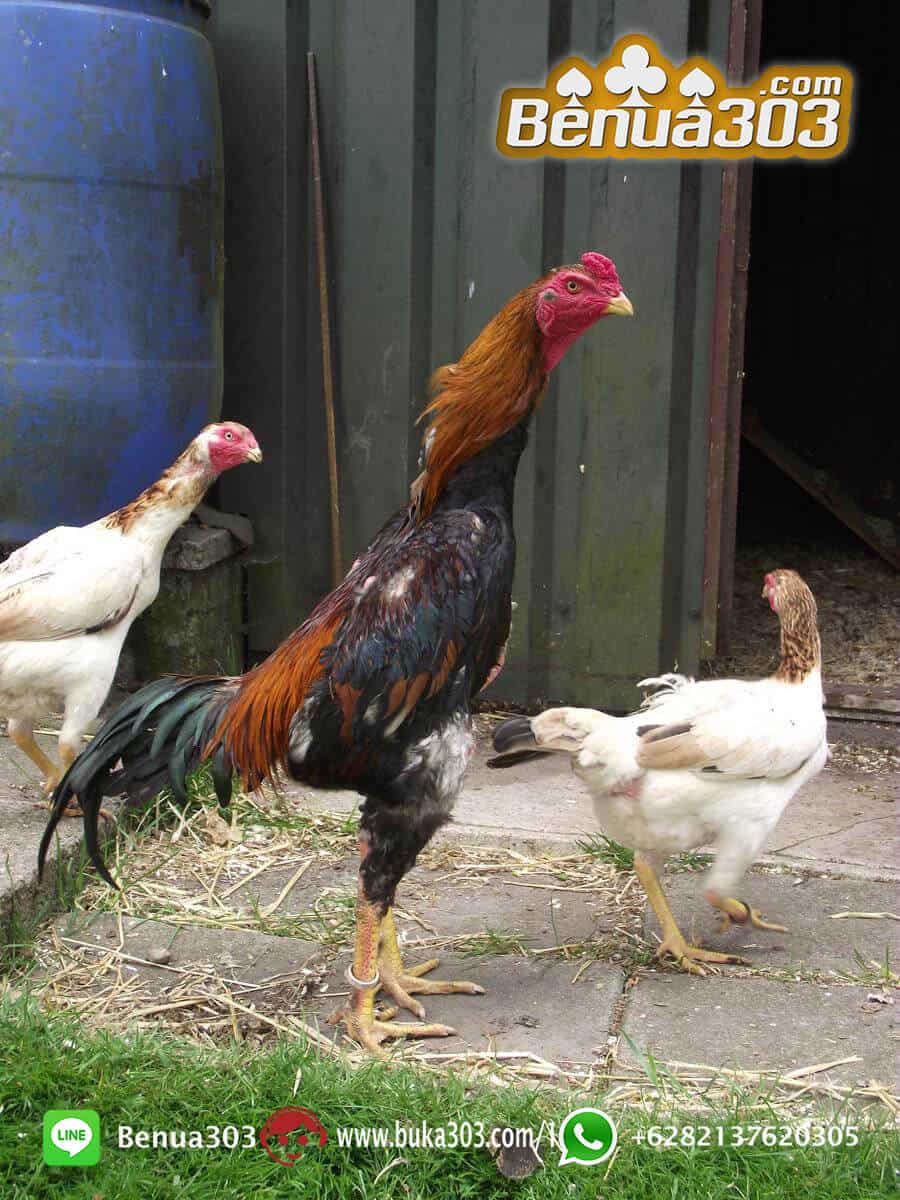Agen SV388 Baccarat Dan Ayam