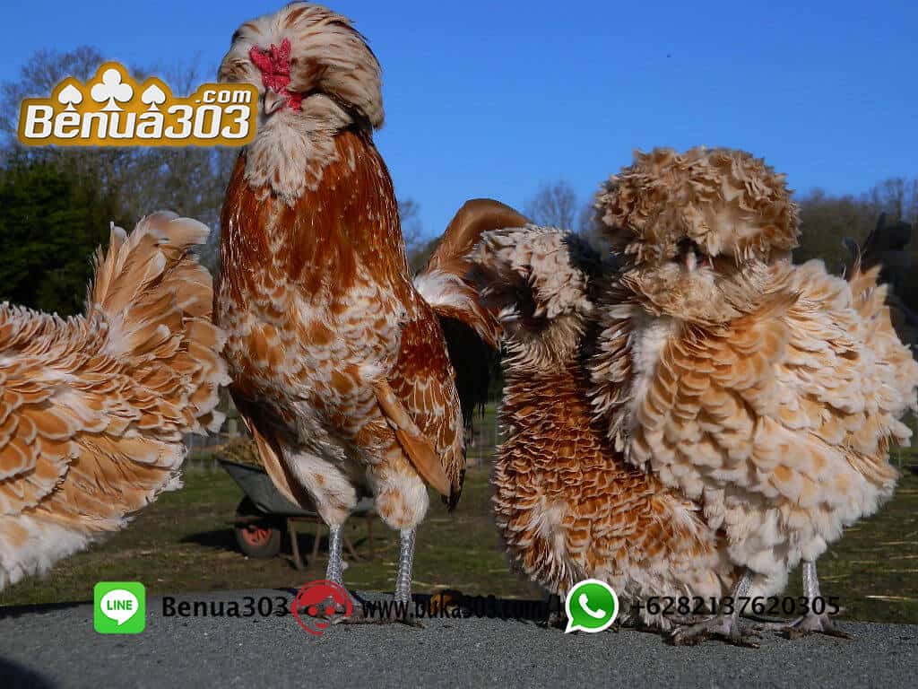 Aplikasi Bermain Sabung Ayam