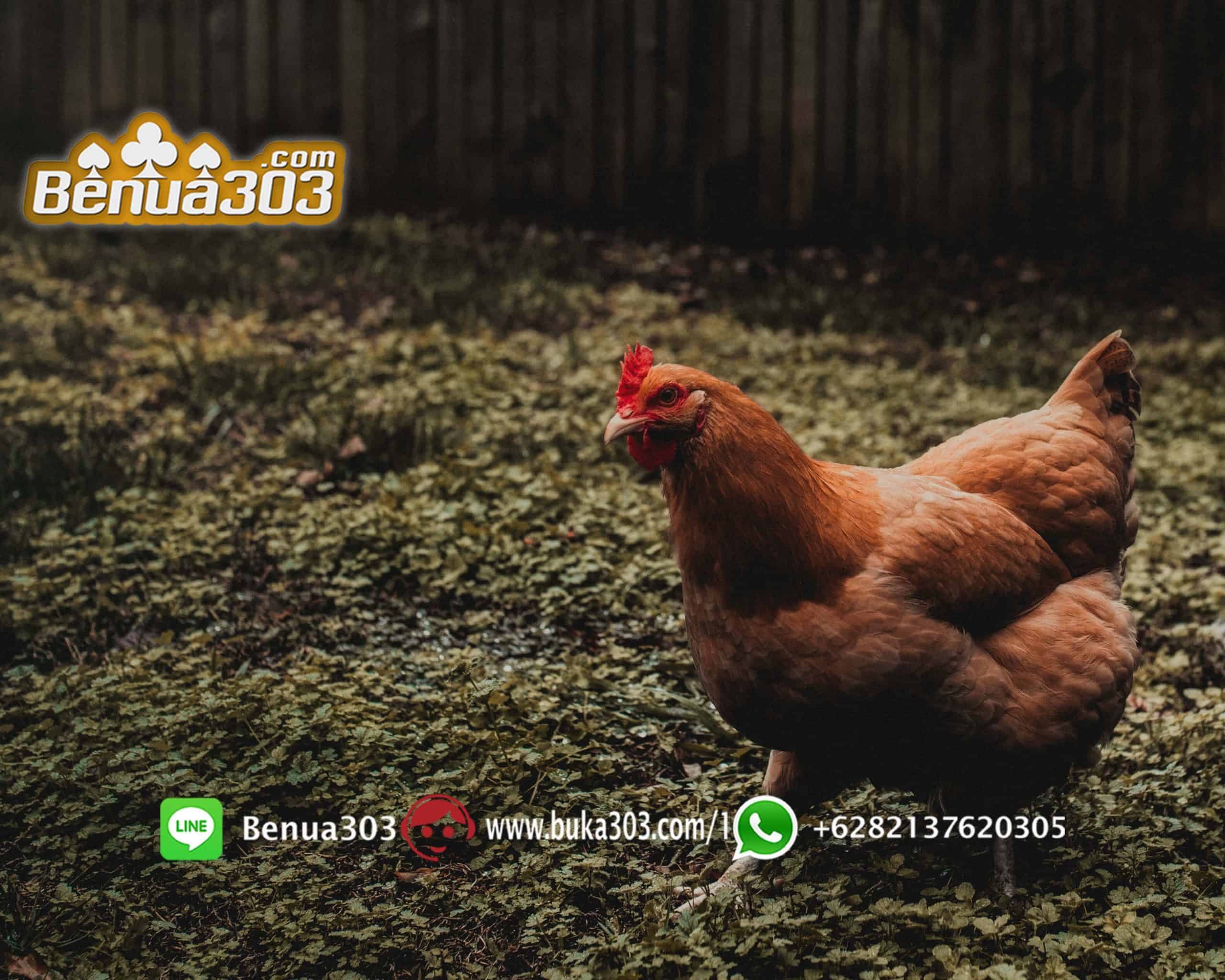 Ayam Jago Thailand Pada Situs S128