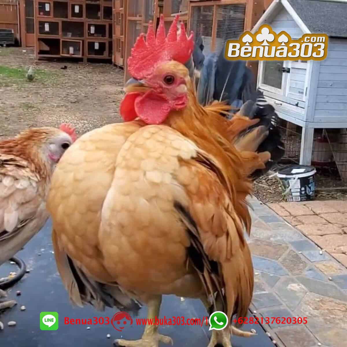 Bantuan Modal Sabung Ayam