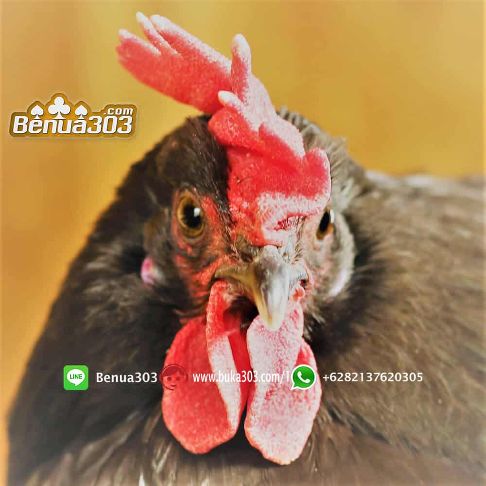 Bermain Sabung Ayam di Handphone