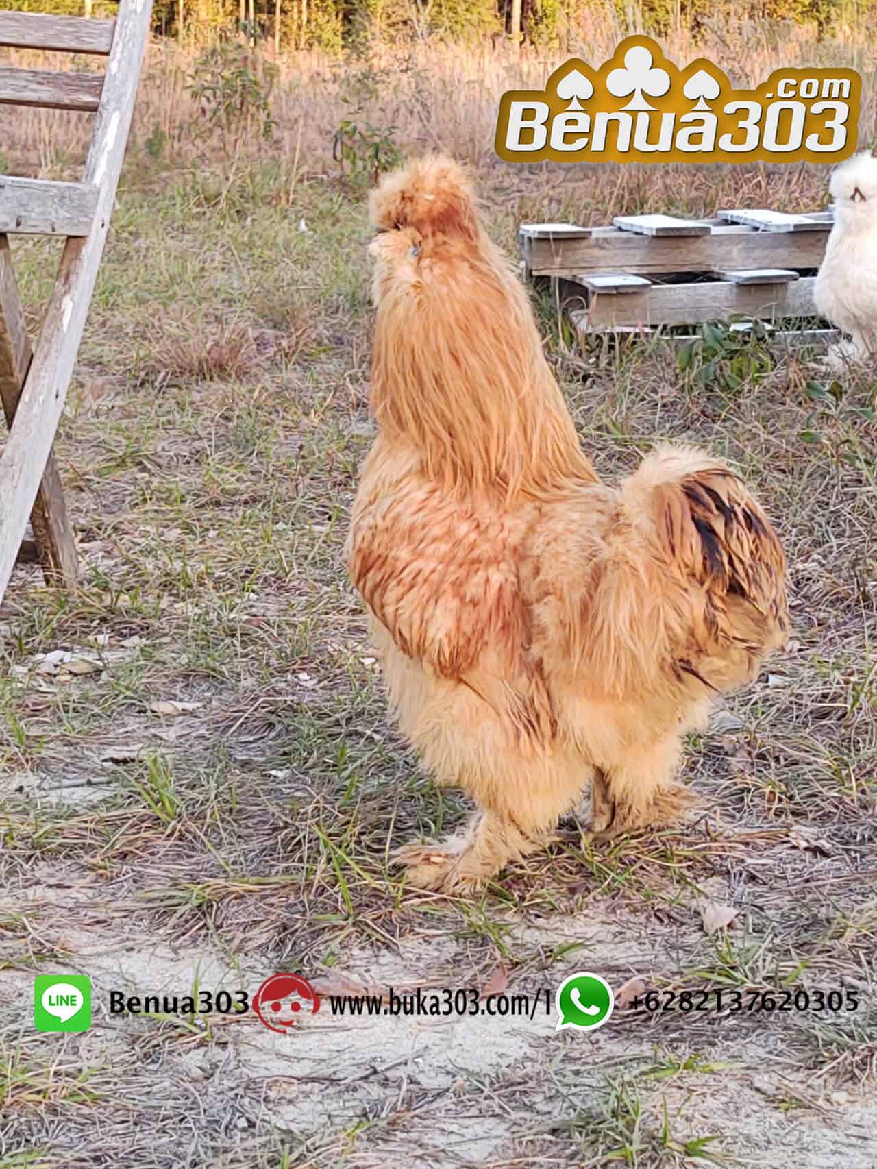 Download Aplikasi Sabung Ayam S128