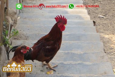 Cara Menang Judi Sabung Ayam S128 Online