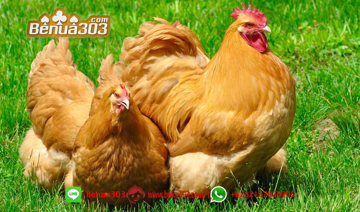 Daftar Adu Ayam Situs S128 Online