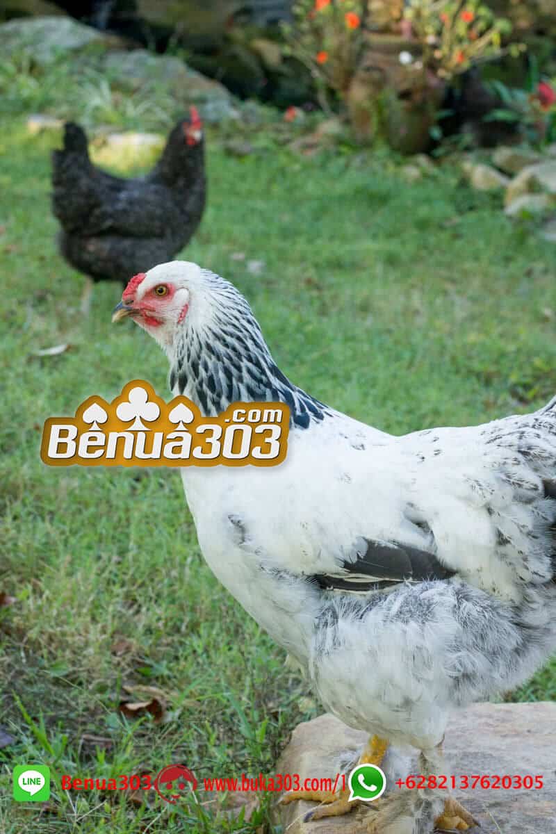 Keunggulan Jenis Ayam Peruvian S1288