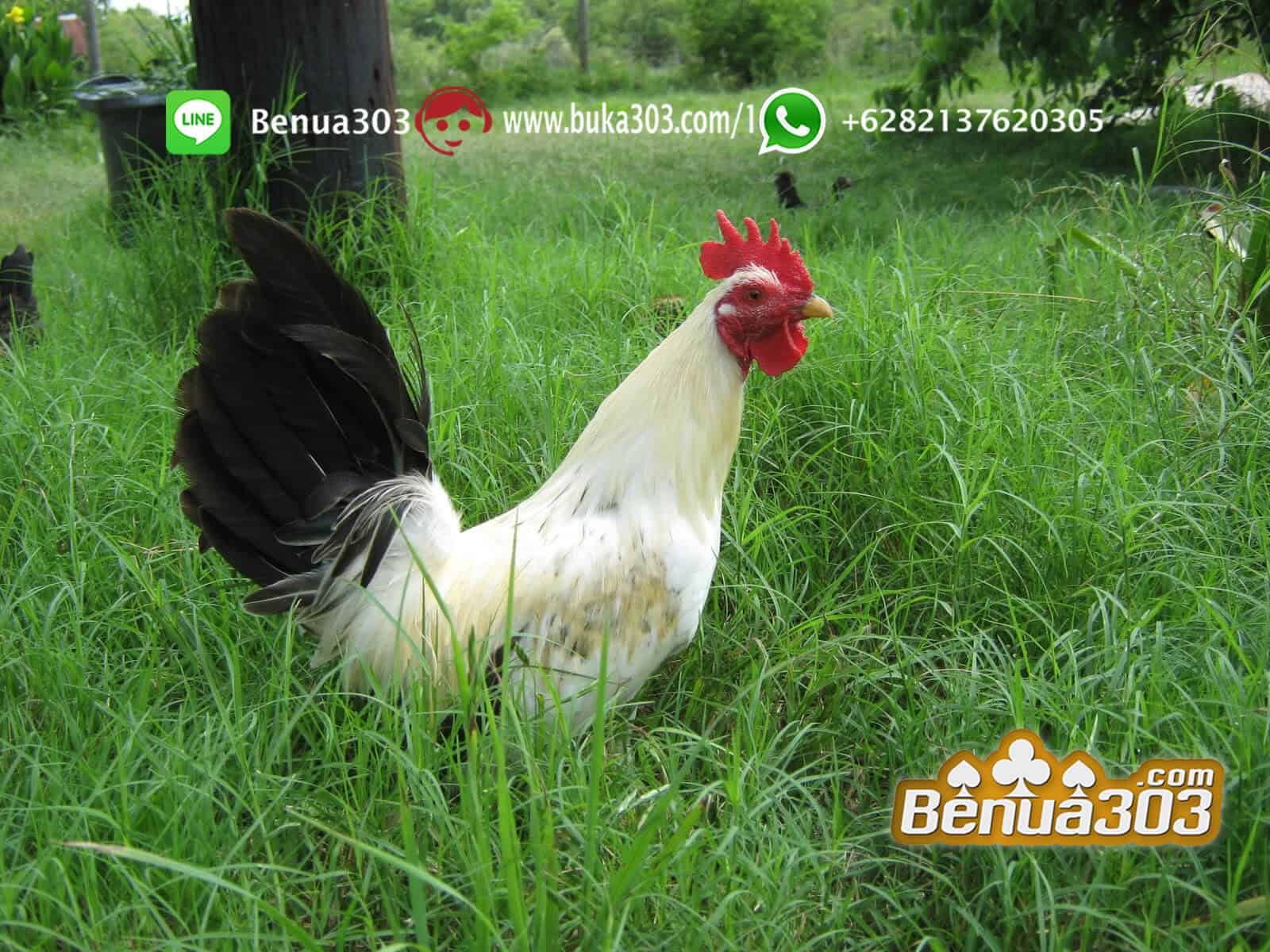 Keunggulan Jenis Ayam Peruvian S1288