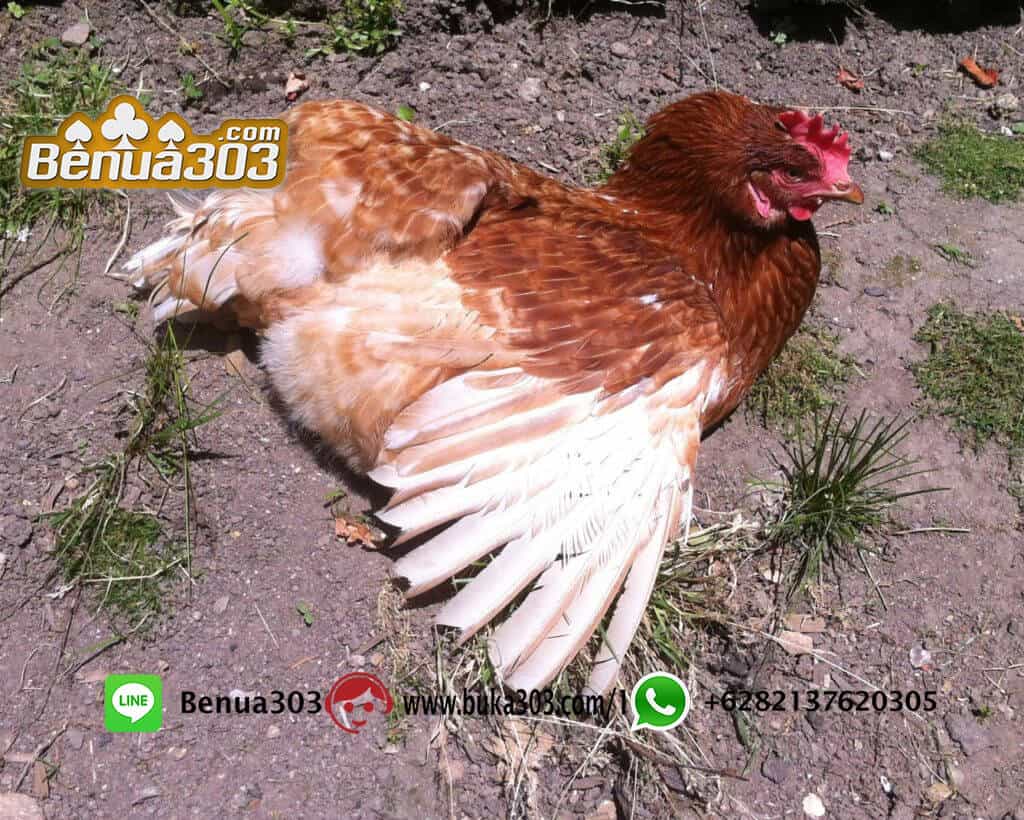 Menikmati Judi Ayam Indonesia