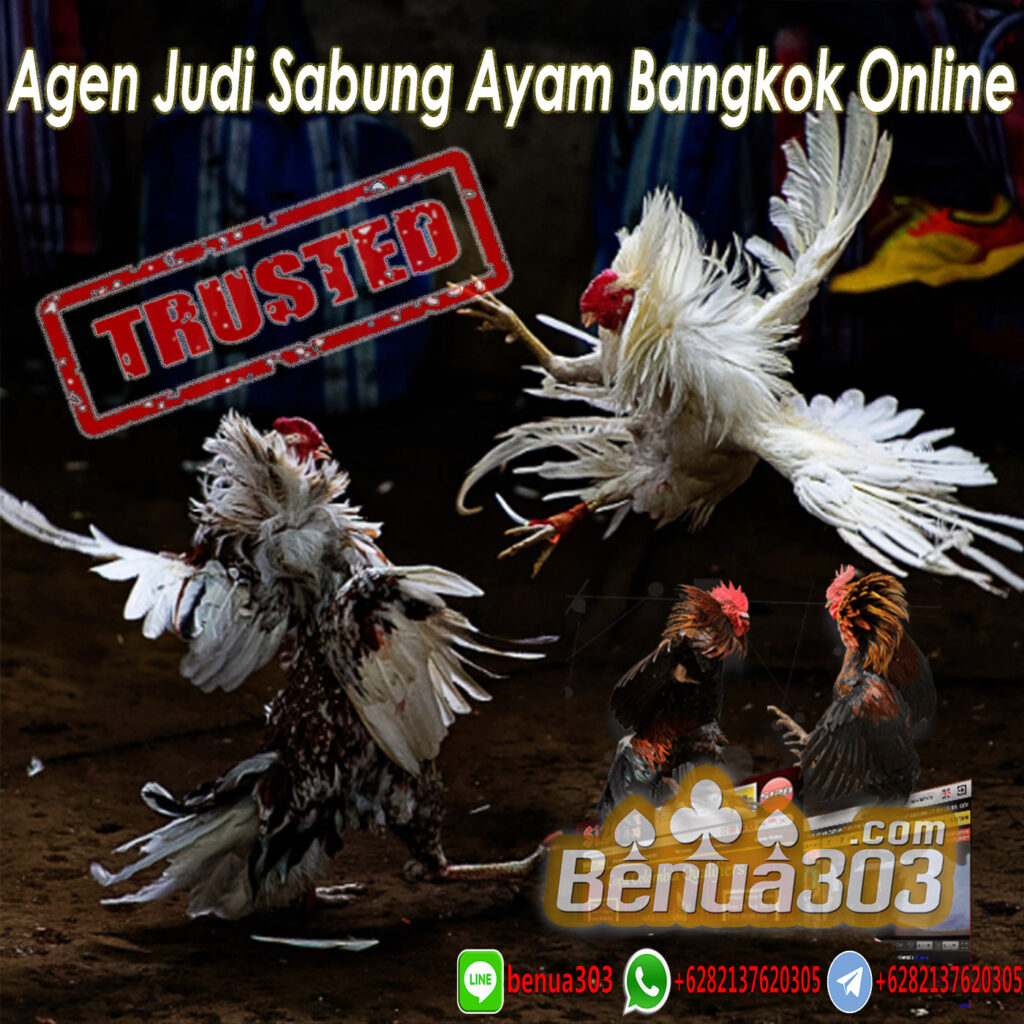 Agen Judi Sabung Ayam Bangkok Online