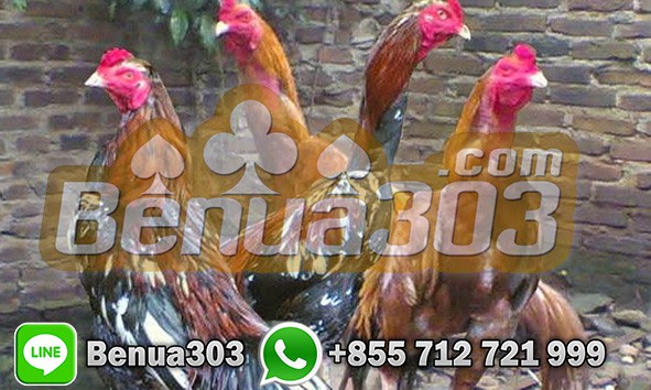 Adu Ayam Bangkok Deposit Pulsa